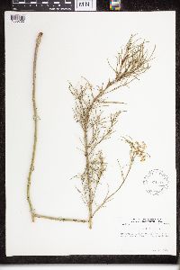 Asclepias verticillata image