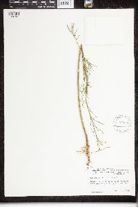 Asclepias verticillata image