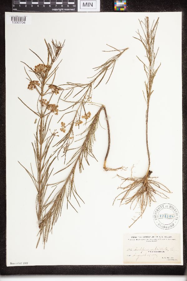 Asclepias verticillata image