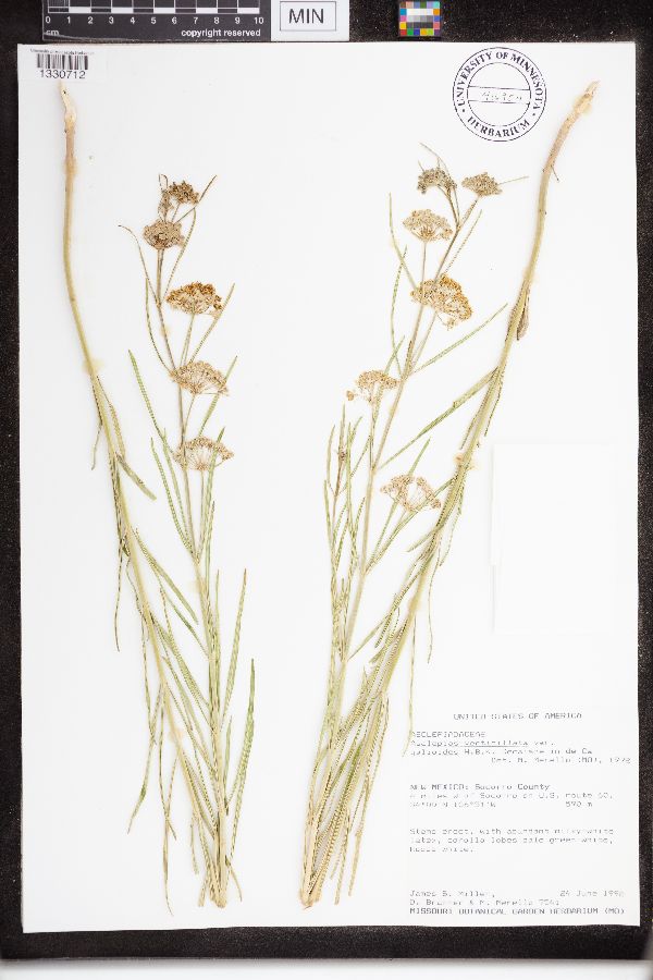 Asclepias verticillata var. galioides image