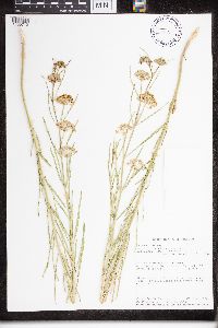 Media resource of Asclepias verticillata