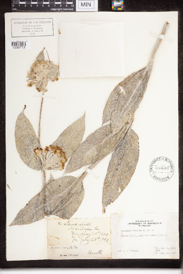 Asclepias vestita image