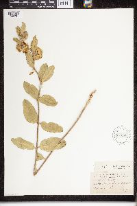 Asclepias viridiflora image