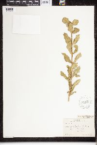 Asclepias viridiflora image