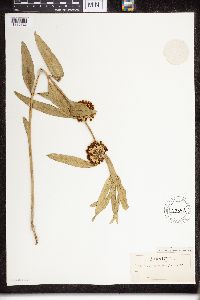 Asclepias viridiflora image