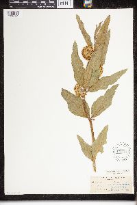 Asclepias viridiflora image