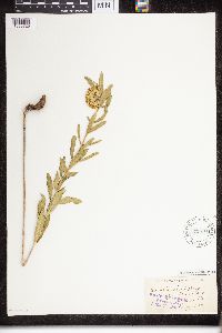 Asclepias viridiflora image