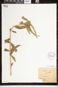 Asclepias viridiflora image