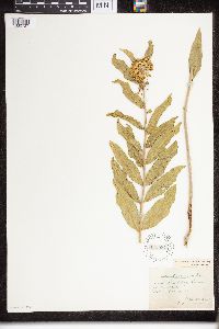 Asclepias viridiflora image