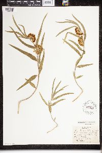 Asclepias viridiflora image