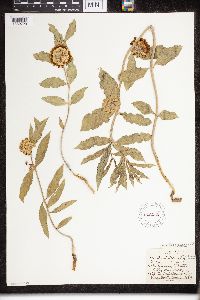 Asclepias viridiflora image