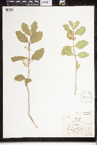 Asclepias viridiflora image