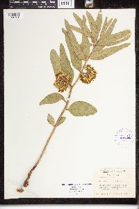Asclepias viridiflora image