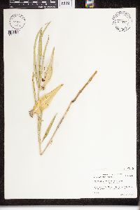 Asclepias viridiflora image