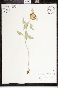 Asclepias viridiflora image