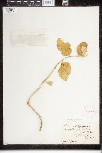 Asclepias viridiflora image