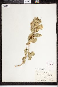 Asclepias viridiflora image