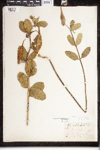 Asclepias viridiflora image