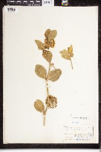 Asclepias viridiflora image