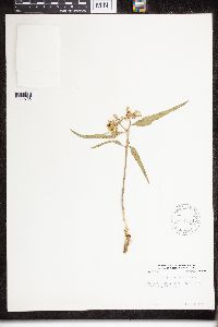 Asclepias viridiflora image