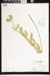 Asclepias viridiflora image