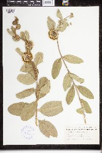 Asclepias viridiflora image