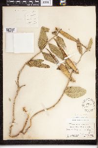 Asclepias viridiflora image