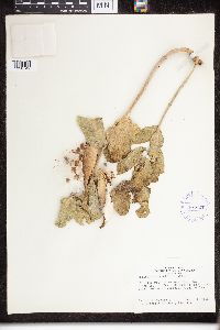 Asclepias viridiflora image