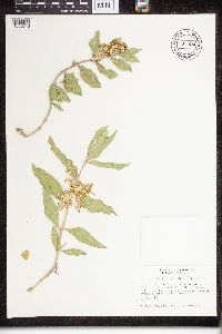 Asclepias viridiflora image