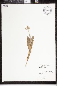 Asclepias viridiflora image