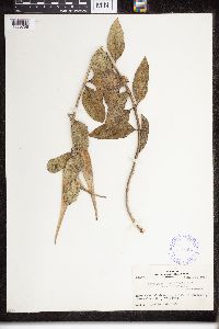 Asclepias viridiflora image