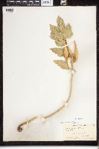 Asclepias viridiflora image