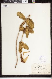 Asclepias viridiflora image