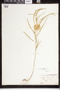 Asclepias viridiflora image