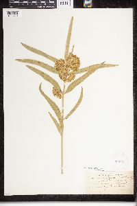 Asclepias viridiflora image