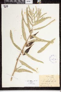 Asclepias viridiflora image