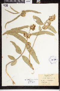 Asclepias viridiflora image