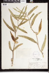 Asclepias viridiflora image