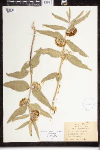 Asclepias viridiflora image