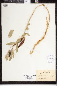 Asclepias viridiflora image