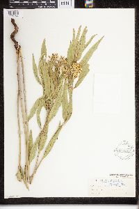 Asclepias viridiflora image