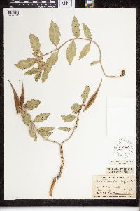 Asclepias viridiflora image