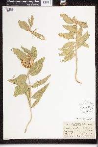 Asclepias viridiflora image