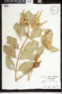 Asclepias viridiflora image