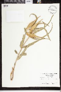 Asclepias viridiflora image