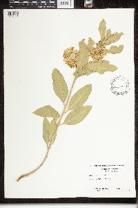 Asclepias viridiflora image