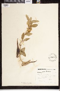 Asclepias viridiflora image