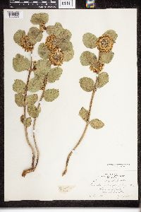 Asclepias viridiflora image