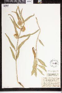 Asclepias viridiflora image