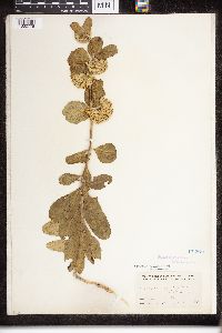 Asclepias viridiflora image